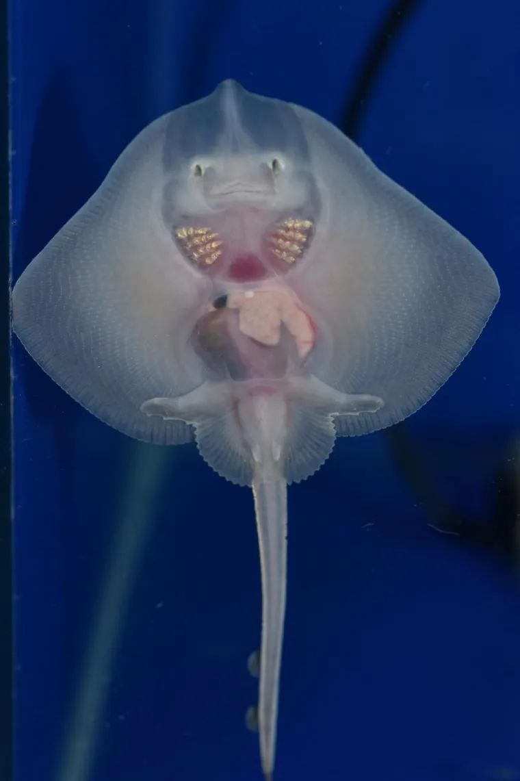 Velika nova atrakcija u pulskom akvariju i zove se Srećko