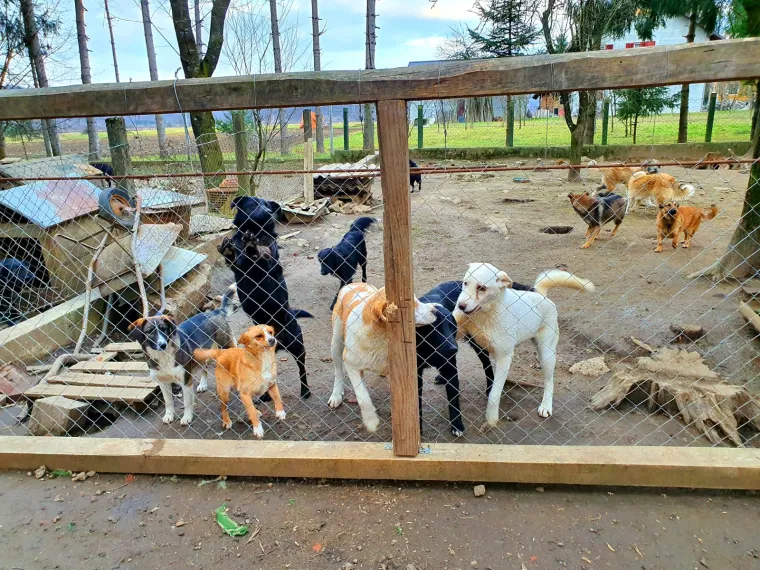 Uspje&scaron;na akcija: Sve ove predivne životinje dobile su hranu, deke, zdjelice, ogrlice...