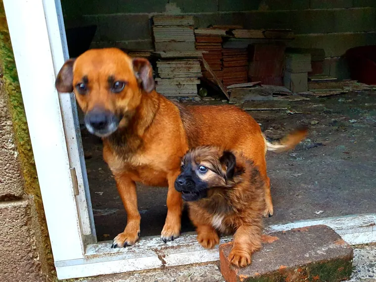 Uspje&scaron;na akcija: Sve ove predivne životinje dobile su hranu, deke, zdjelice, ogrlice...