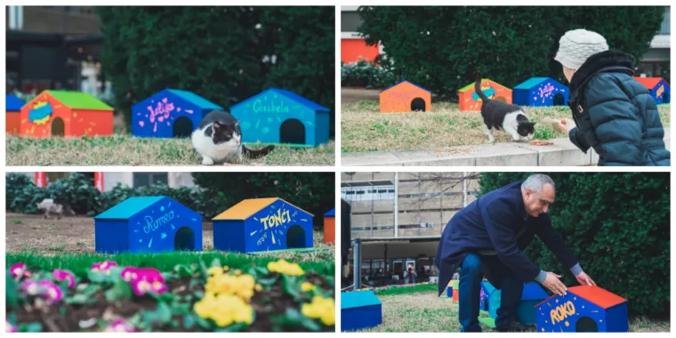 Splitsko kazali&scaron;te sagradilo neodoljivo POS naselje za mačke: 'Dom za mace s kazali&scaron;ne pjace'