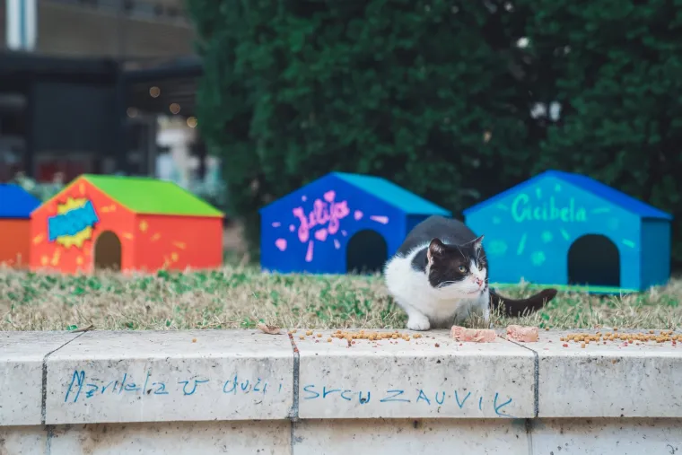 Splitsko kazali&scaron;te sagradilo neodoljivo POS naselje za mačke: 'Dom za mace s kazali&scaron;ne pjace'