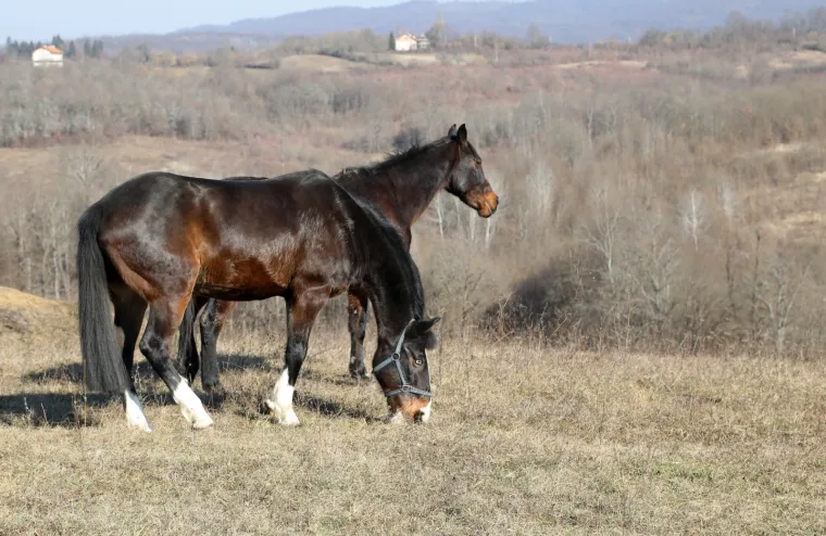 Ringo i Zero, dva prijatelja spa&scaron;ena iz klaonice, uživaju u zasluženoj slobodi