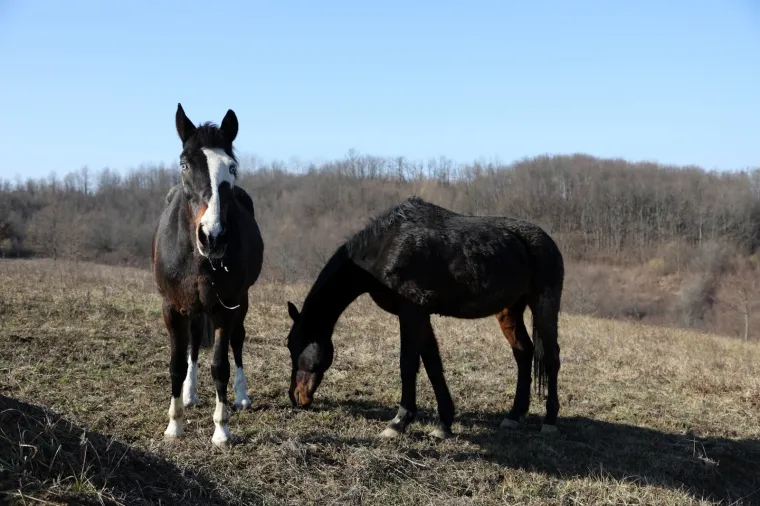 Ringo i Zero, dva prijatelja spa&scaron;ena iz klaonice, uživaju u zasluženoj slobodi