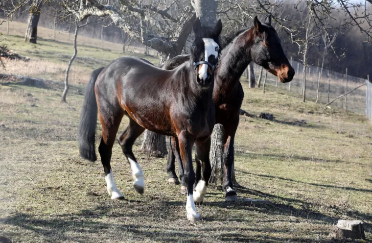 Ringo i Zero, dva prijatelja spa&scaron;ena iz klaonice, uživaju u zasluženoj slobodi