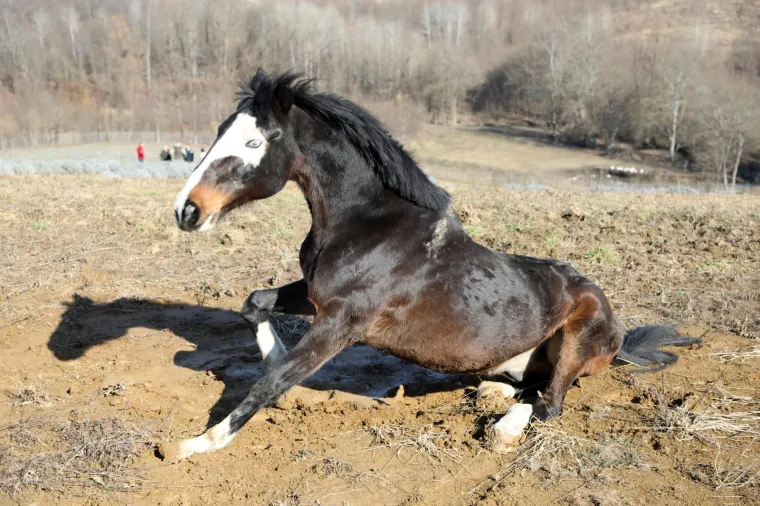 Ringo i Zero, dva prijatelja spa&scaron;ena iz klaonice, uživaju u zasluženoj slobodi