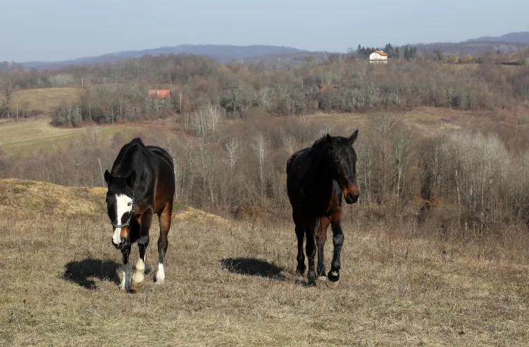 Ringo i Zero, dva prijatelja spa&scaron;ena iz klaonice, uživaju u zasluženoj slobodi