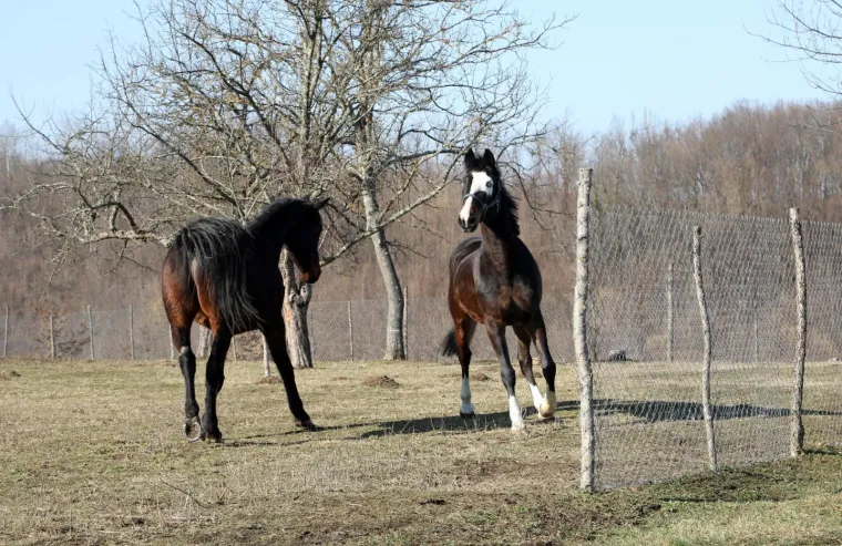 Ringo i Zero, dva prijatelja spa&scaron;ena iz klaonice, uživaju u zasluženoj slobodi