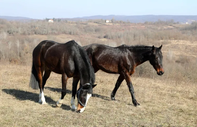 Ringo i Zero, dva prijatelja spa&scaron;ena iz klaonice, uživaju u zasluženoj slobodi