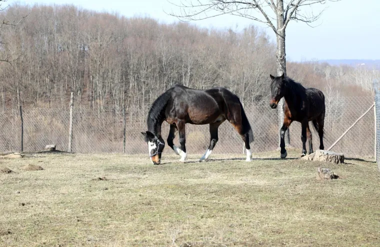 Ringo i Zero, dva prijatelja spa&scaron;ena iz klaonice, uživaju u zasluženoj slobodi
