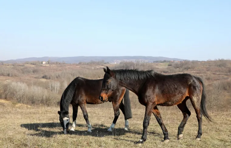 Ringo i Zero, dva prijatelja spa&scaron;ena iz klaonice, uživaju u zasluženoj slobodi