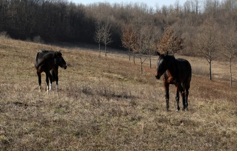 Ringo i Zero, dva prijatelja spa&scaron;ena iz klaonice, uživaju u zasluženoj slobodi