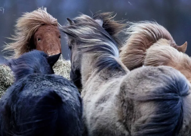 Sabine Ciara bijesni Europom: Snažna zimska oluja dosad je odnijela već &scaron;est života