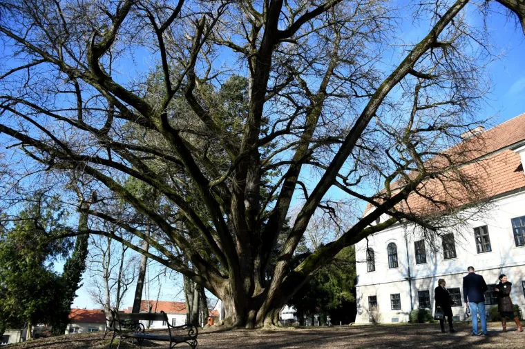 Ovo je najstarije drvo u Hrvatskoj i najdeblje na svijetu! Adama je jo&scaron; 1777. posadio poznati grof