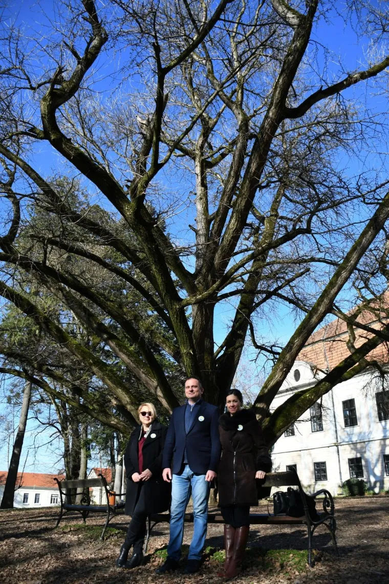 Ovo je najstarije drvo u Hrvatskoj i najdeblje na svijetu! Adama je jo&scaron; 1777. posadio poznati grof