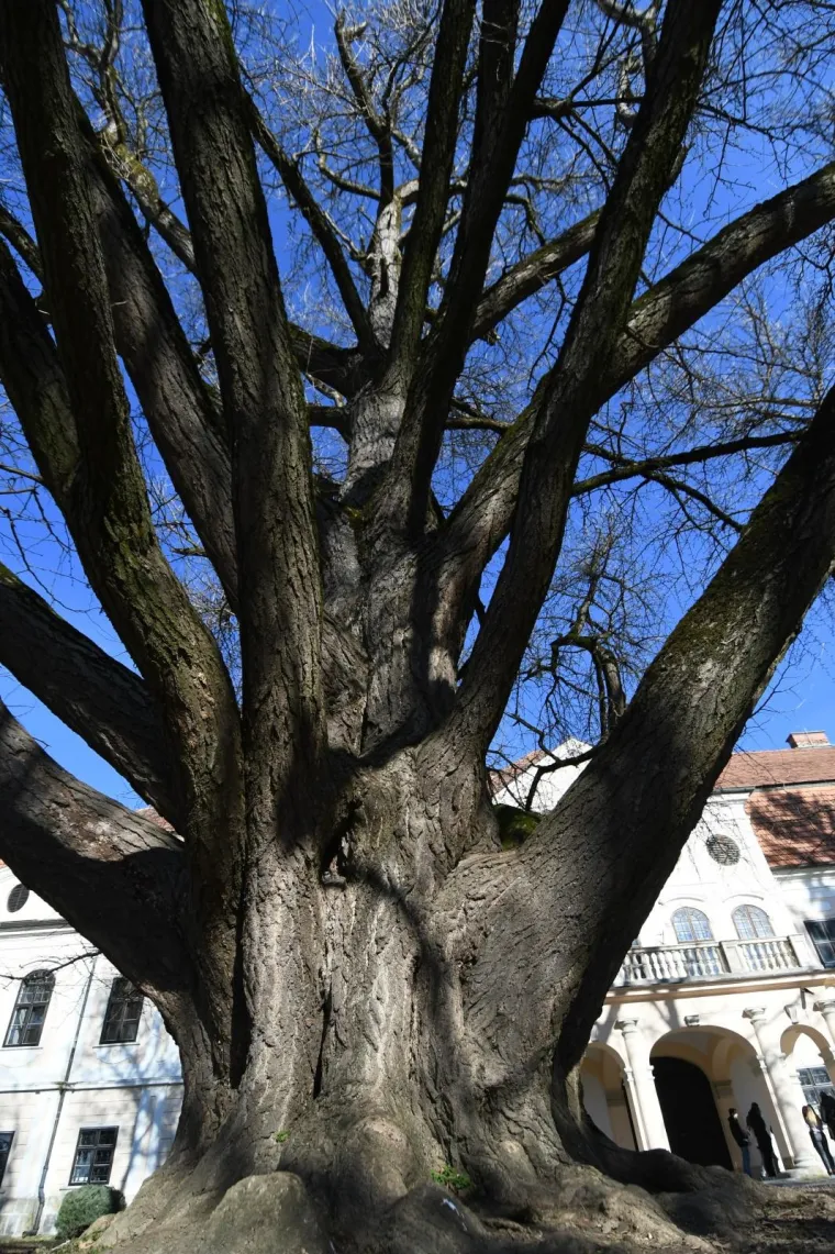 Ovo je najstarije drvo u Hrvatskoj i najdeblje na svijetu! Adama je jo&scaron; 1777. posadio poznati grof