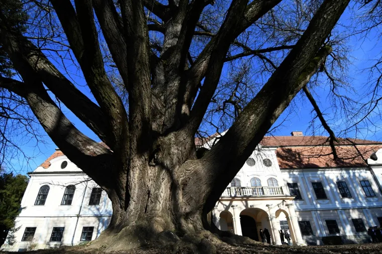 Ovo je najstarije drvo u Hrvatskoj i najdeblje na svijetu! Adama je jo&scaron; 1777. posadio poznati grof