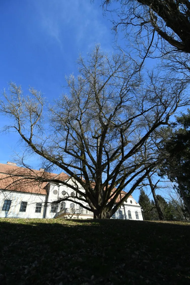 Ovo je najstarije drvo u Hrvatskoj i najdeblje na svijetu! Adama je jo&scaron; 1777. posadio poznati grof