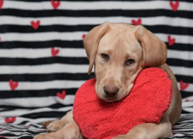 Psi Centra za rehabilitaciju Silver žele vam sretno Valentinovo: Rastopili smo se, malo je reći