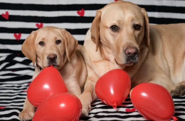 Psi Centra za rehabilitaciju Silver žele vam sretno Valentinovo: Rastopili smo se, malo je reći