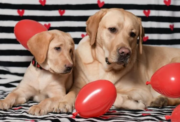 Psi Centra za rehabilitaciju Silver žele vam sretno Valentinovo: Rastopili smo se, malo je reći