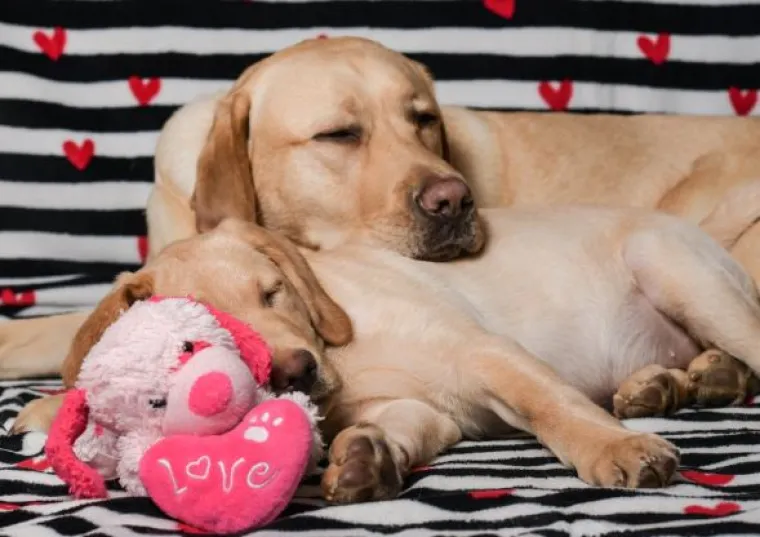 Psi Centra za rehabilitaciju Silver žele vam sretno Valentinovo: Rastopili smo se, malo je reći
