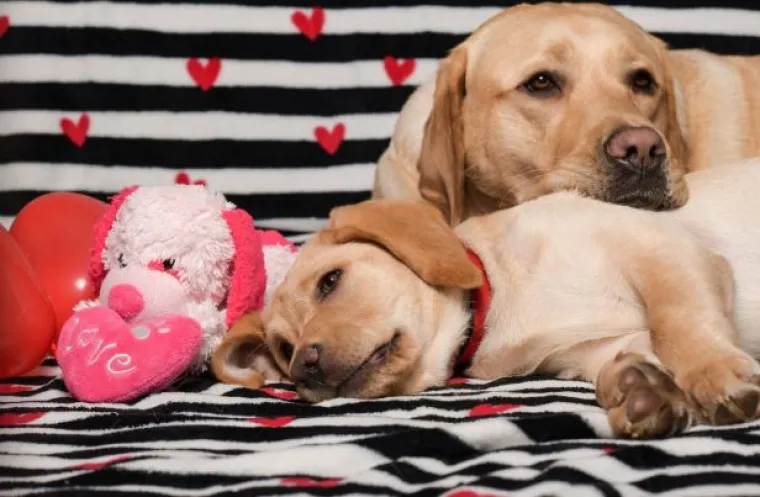 Psi Centra za rehabilitaciju Silver žele vam sretno Valentinovo: Rastopili smo se, malo je reći