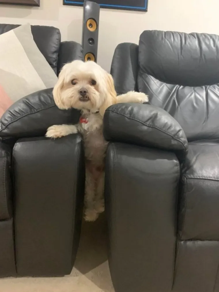 POKAZALI NAJSRAMOTNIJE FOTOGRAFIJE SVOJIH LJUBIMACA: Probajte ne umrijeti od smijeha