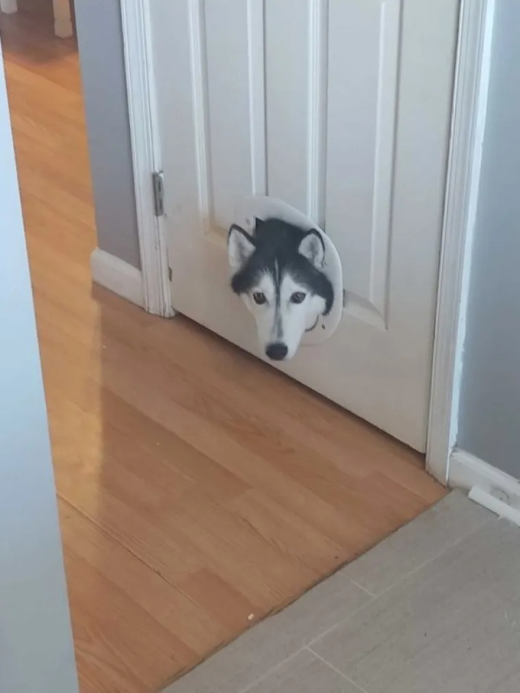 POKAZALI NAJSRAMOTNIJE FOTOGRAFIJE SVOJIH LJUBIMACA: Probajte ne umrijeti od smijeha