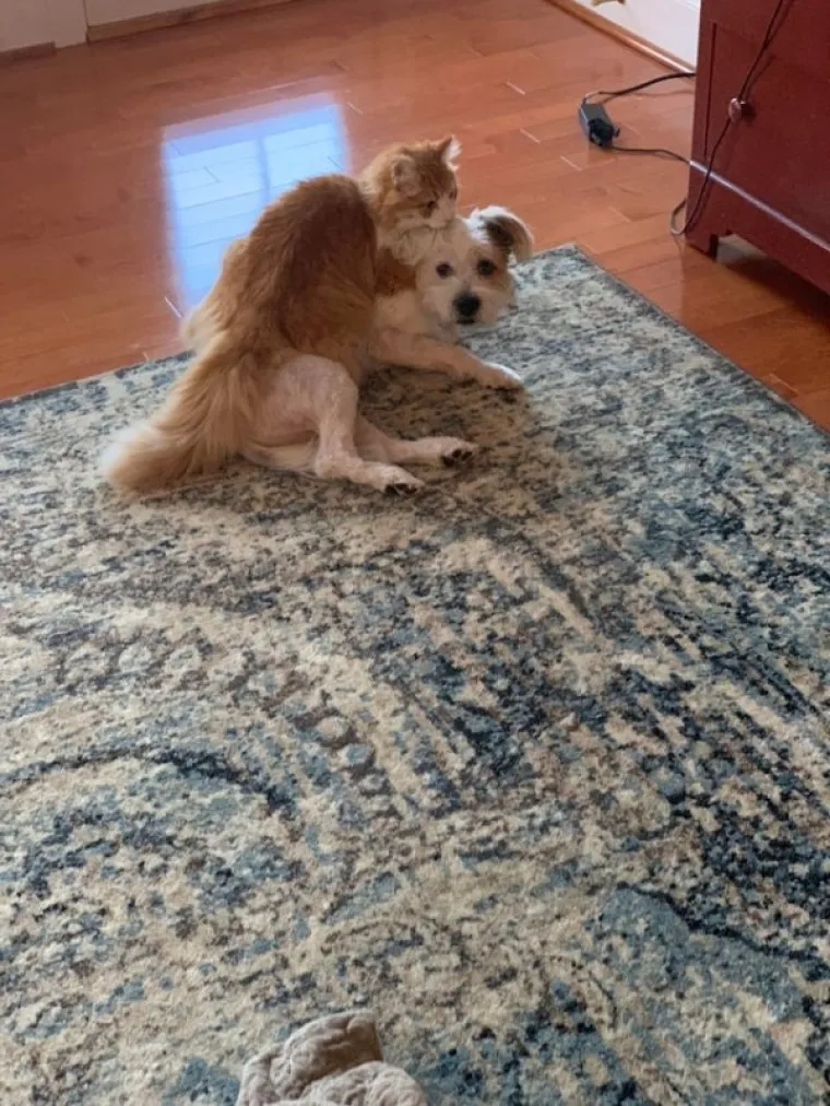 POKAZALI NAJSRAMOTNIJE FOTOGRAFIJE SVOJIH LJUBIMACA: Probajte ne umrijeti od smijeha