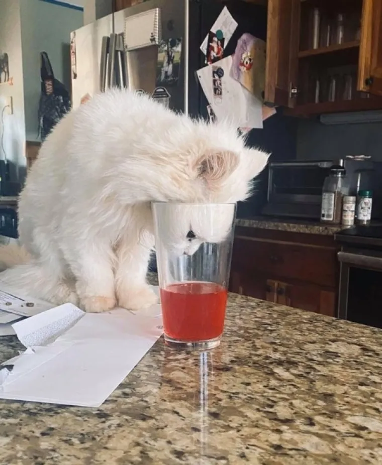 POKAZALI NAJSRAMOTNIJE FOTOGRAFIJE SVOJIH LJUBIMACA: Probajte ne umrijeti od smijeha