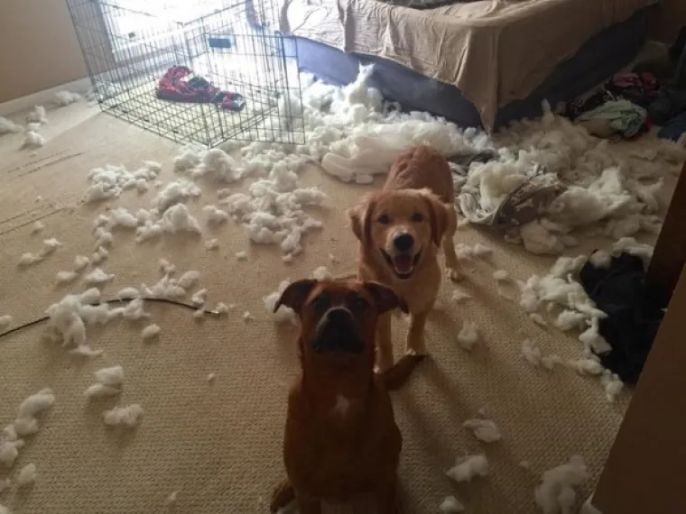 POKAZALI NAJSRAMOTNIJE FOTOGRAFIJE SVOJIH LJUBIMACA: Probajte ne umrijeti od smijeha