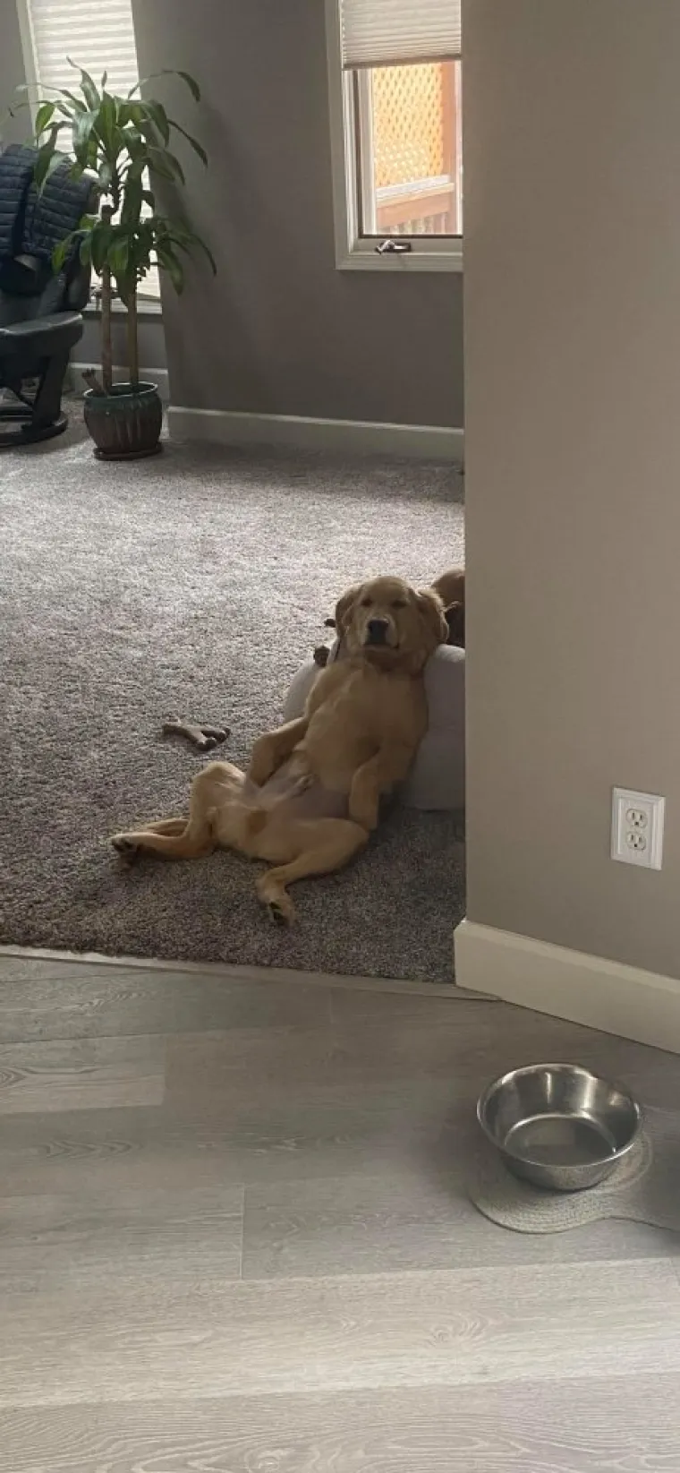 POKAZALI NAJSRAMOTNIJE FOTOGRAFIJE SVOJIH LJUBIMACA: Probajte ne umrijeti od smijeha