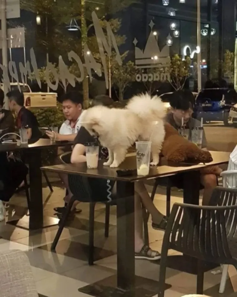 OVIM LJUDIMA TREBA ZABRANITI ULAZAK U SVE RESTORANE SVIJETA: Pa dajte ih pogledajte, kako ih nije sram?!