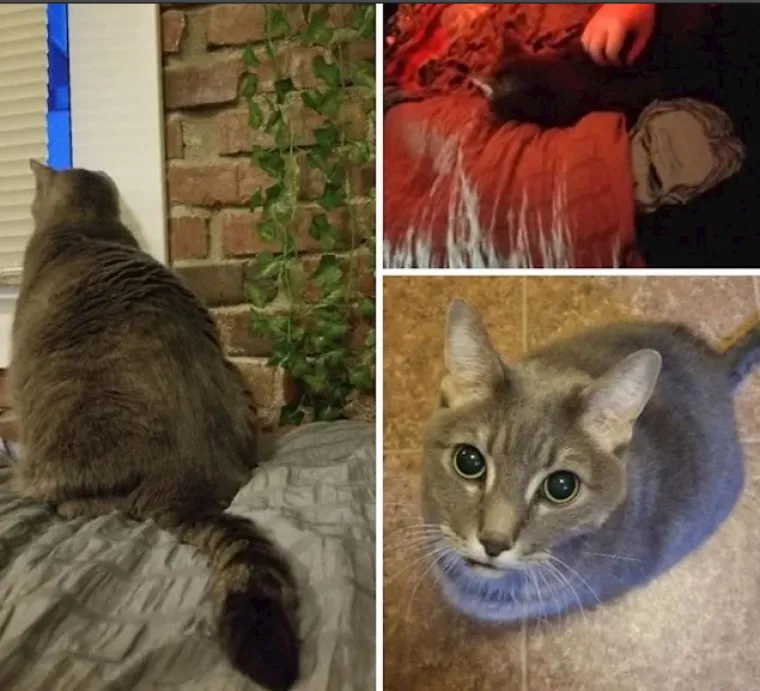 Ima li ne&scaron;to slađe od ovoga? Pogledajte preslatke fotografije tek udomljenih životinja