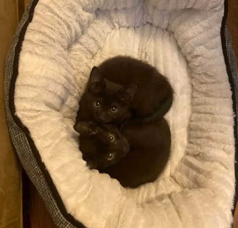 Ima li ne&scaron;to slađe od ovoga? Pogledajte preslatke fotografije tek udomljenih životinja