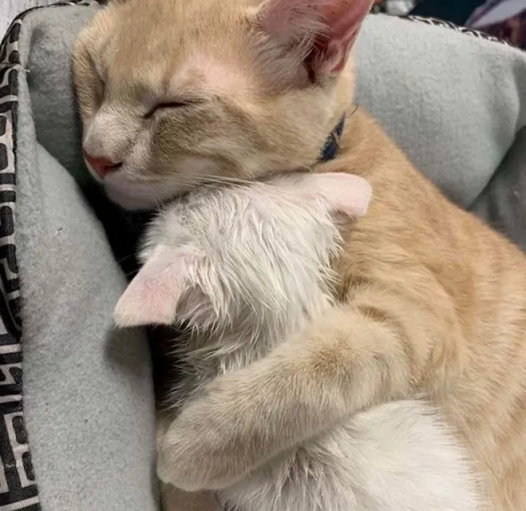 Ima li ne&scaron;to slađe od ovoga? Pogledajte preslatke fotografije tek udomljenih životinja