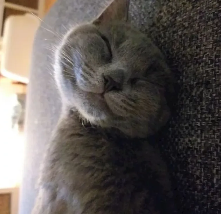 Ima li ne&scaron;to slađe od ovoga? Pogledajte preslatke fotografije tek udomljenih životinja