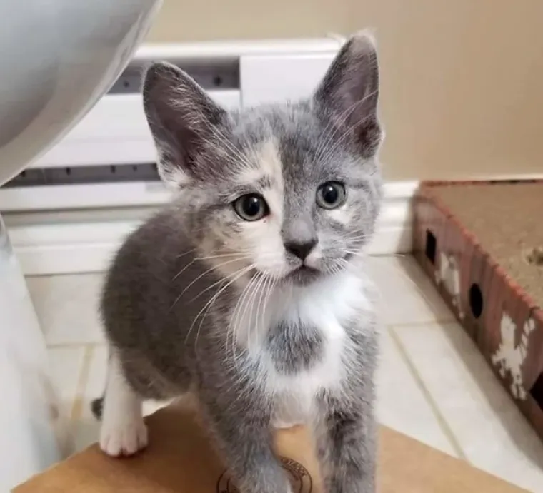 Ima li ne&scaron;to slađe od ovoga? Pogledajte preslatke fotografije tek udomljenih životinja