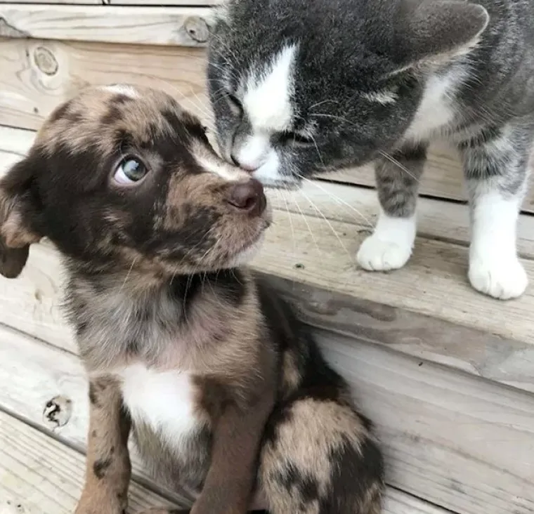 Ima li ne&scaron;to slađe od ovoga? Pogledajte preslatke fotografije tek udomljenih životinja