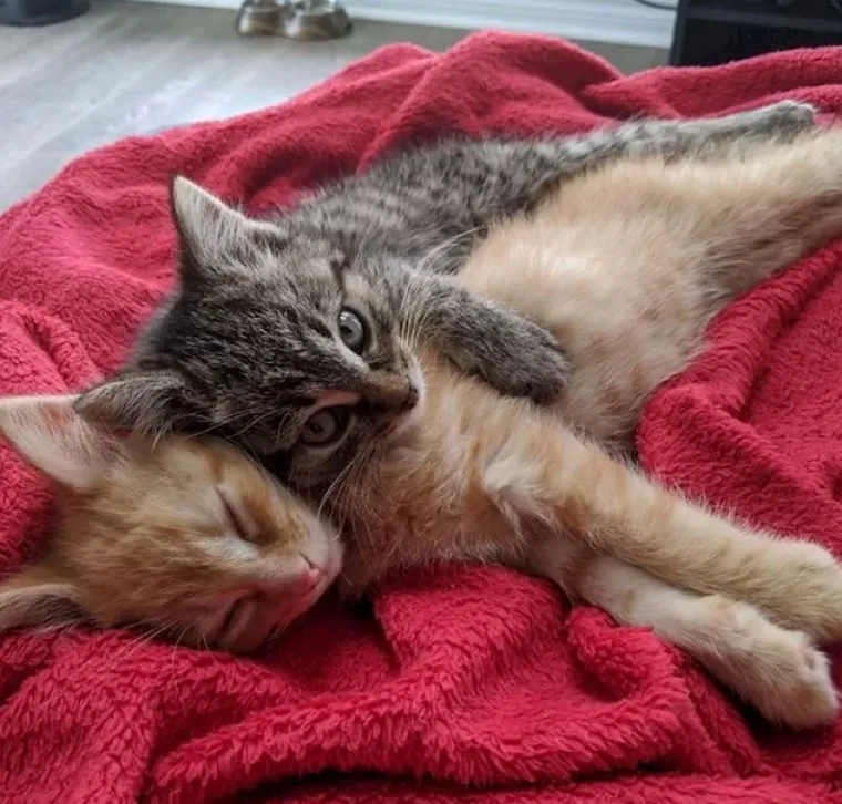 Ima li ne&scaron;to slađe od ovoga? Pogledajte preslatke fotografije tek udomljenih životinja