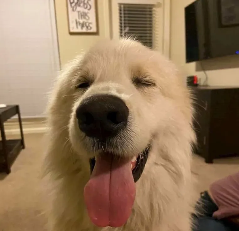 Ima li ne&scaron;to slađe od ovoga? Pogledajte preslatke fotografije tek udomljenih životinja