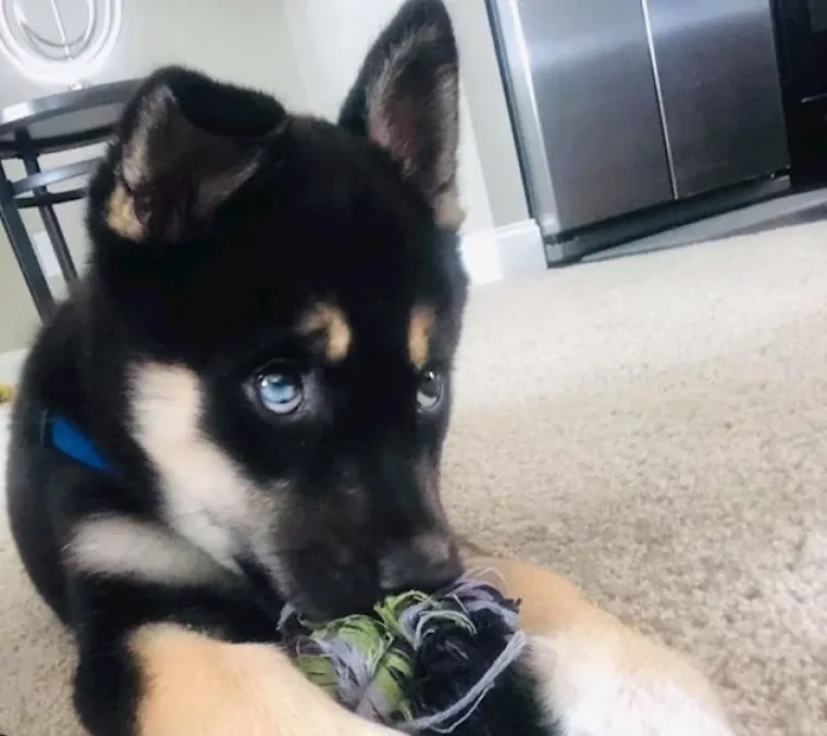 Ima li ne&scaron;to slađe od ovoga? Pogledajte preslatke fotografije tek udomljenih životinja