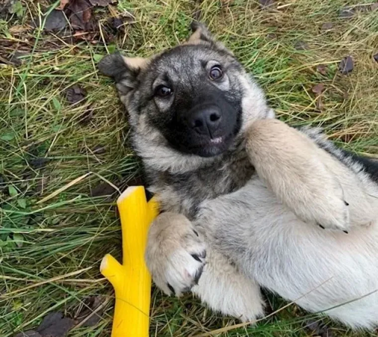 Ima li ne&scaron;to slađe od ovoga? Pogledajte preslatke fotografije tek udomljenih životinja