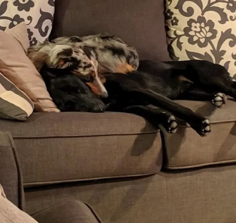 Ima li ne&scaron;to slađe od ovoga? Pogledajte preslatke fotografije tek udomljenih životinja