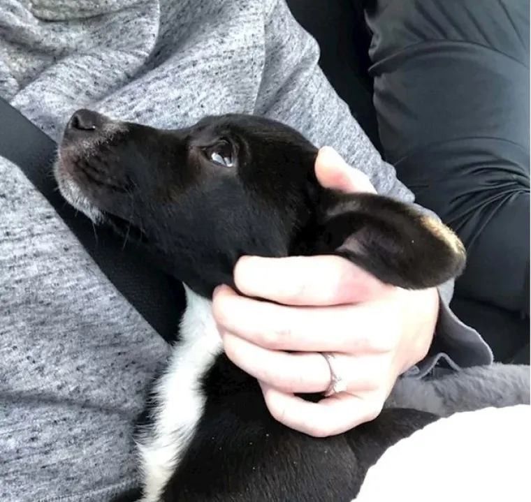 Ima li ne&scaron;to slađe od ovoga? Pogledajte preslatke fotografije tek udomljenih životinja