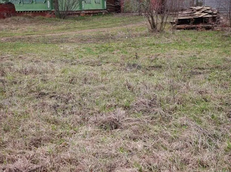 Testirajte va&scaron; vid: Možete li pronaći mačke na svim slikama?