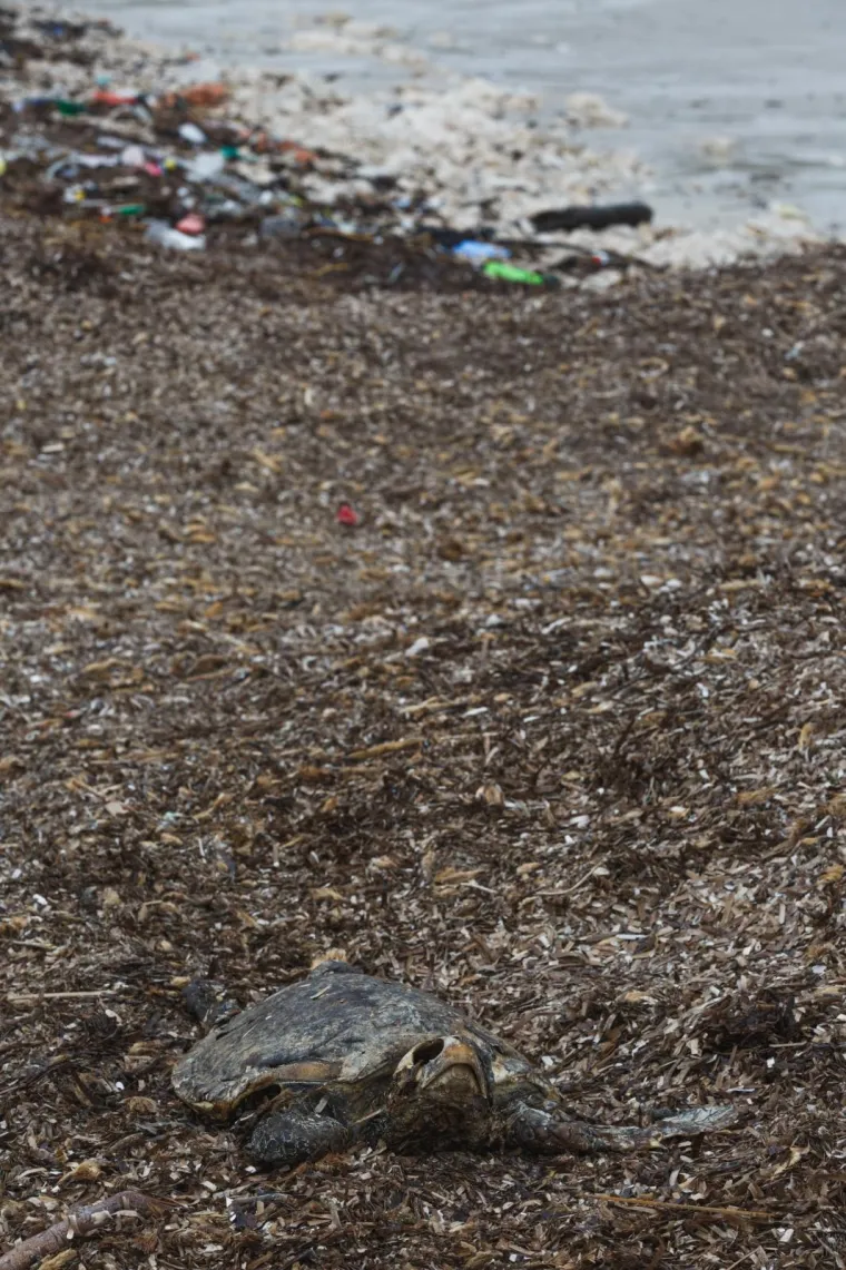 Sramota u hrvatskom biseru: Boce, strvine, kante i ostalo smeće zatrpale jednu od najljep&scaron;ih plaža!