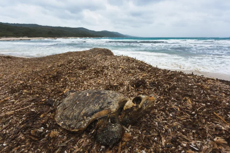 Photo: Marko Dimic/PIXSELL