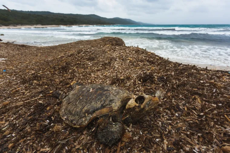 Photo: Marko Dimic/PIXSELL