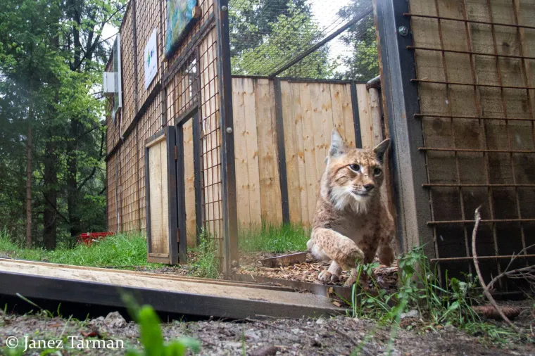 Upoznajte leoparda hrvatskih šuma: Velika zvijer jednom je već nestala, a znanstvenici je sada pokušavaju spasiti
